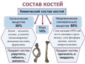 Функции воды в формировании костей